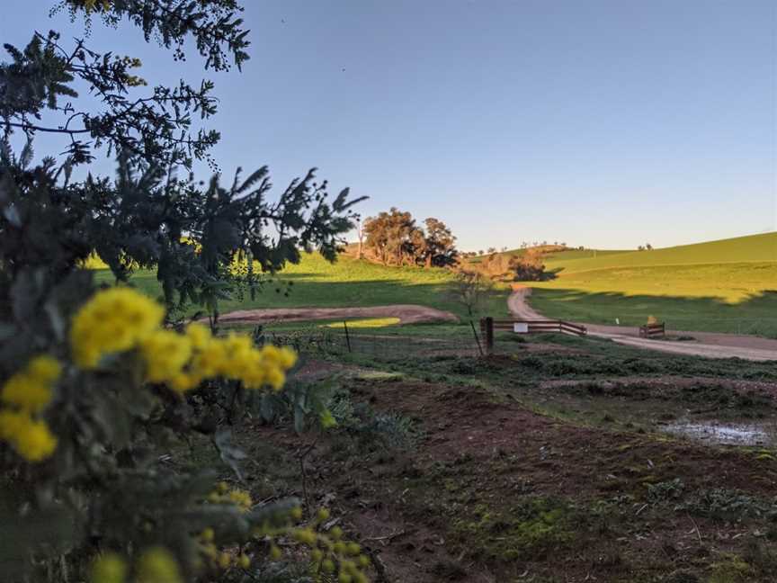 Jindalee National Park, Cootamundra, NSW