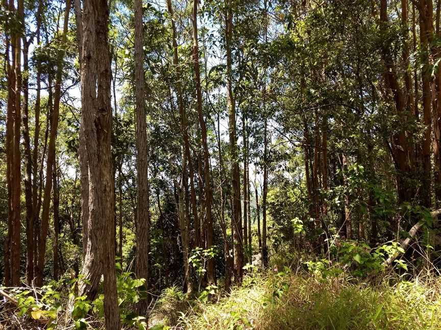 Mooball National Park, Burringbar, NSW