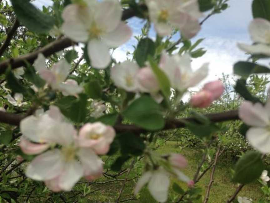 Warrawee Apple Orchard, Cheshunt, VIC