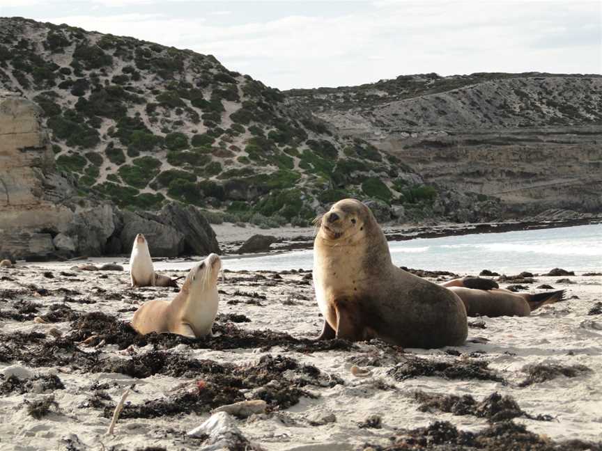 Seal Bay Conservation Park, Seal Bay, SA