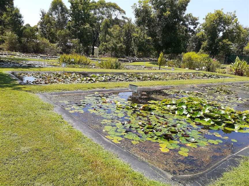 Wallis Creek Water Garden, Mulbring, NSW