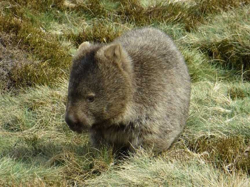 Carss Bush Park, Cradle Mountain-Lake St. Clair National Park, TAS