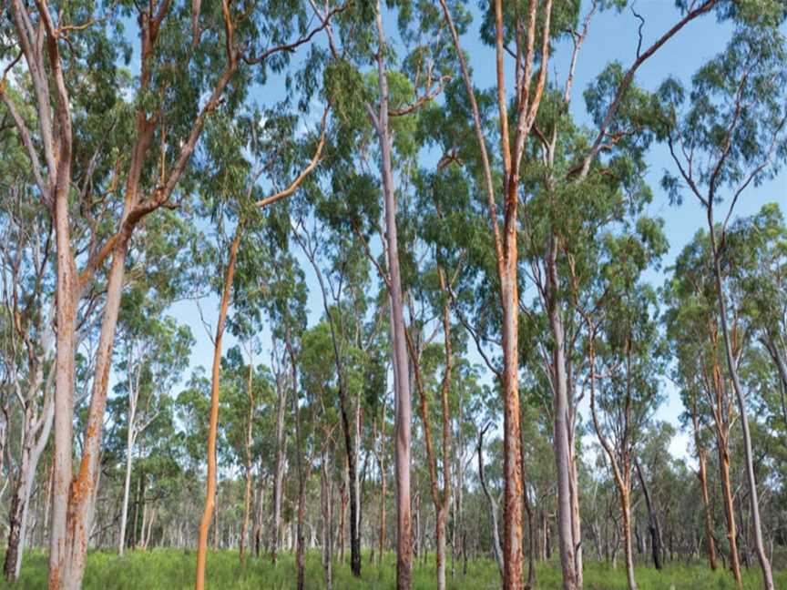 Pilliga Forest, Baradine, NSW