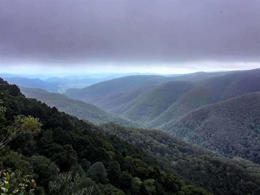 Barrington Tops State Forest, Gloucester, NSW
