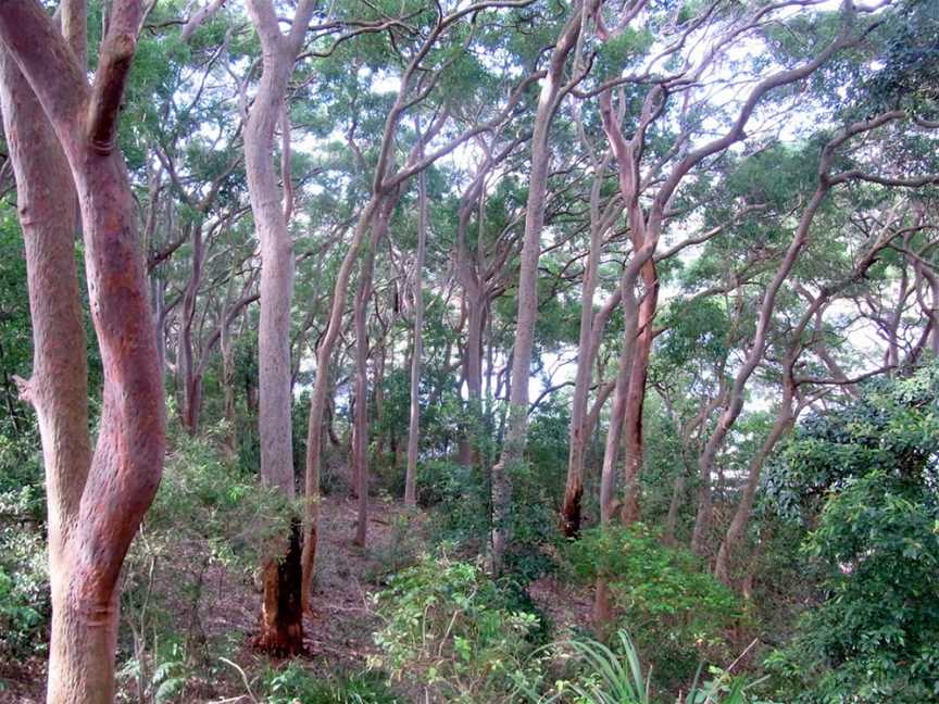 Balls Head Reserve, Waverton, NSW