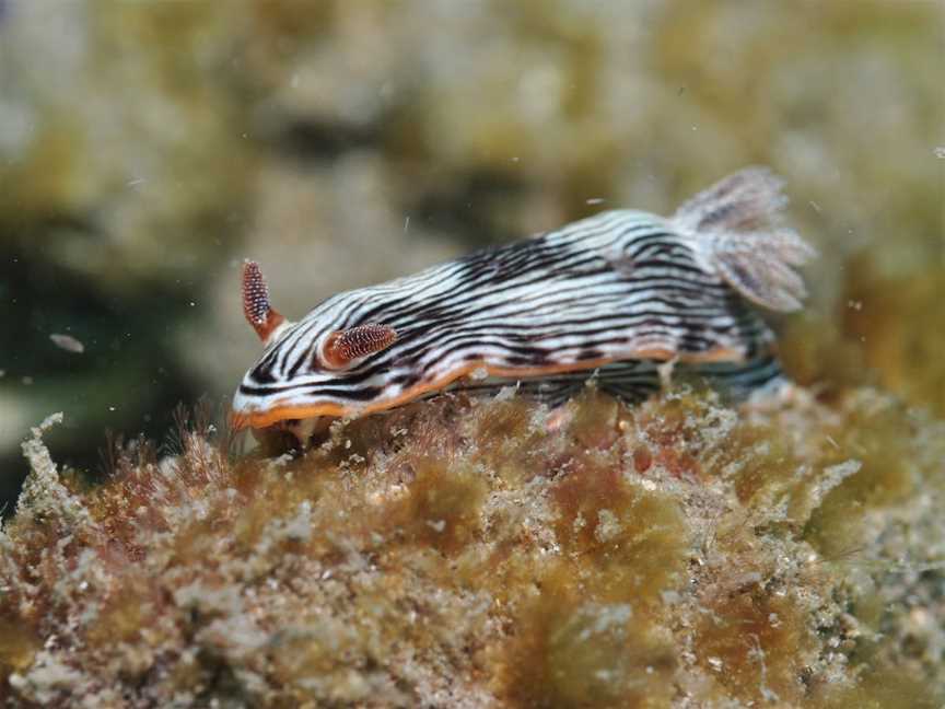 Burkitts Reef Dive Site, Bargara, QLD