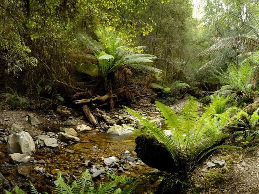 Notley Fern Gorge, Legana, TAS