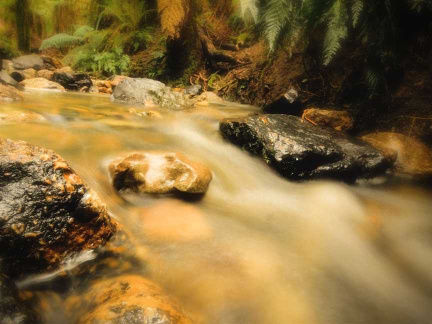 Notley Fern Gorge, Legana, TAS