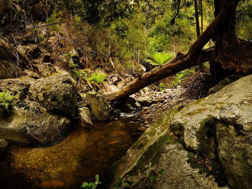 Notley Fern Gorge, Legana, TAS