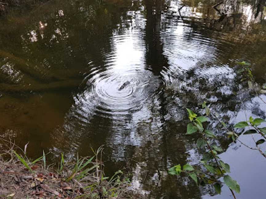 Broken River, Eungella, QLD