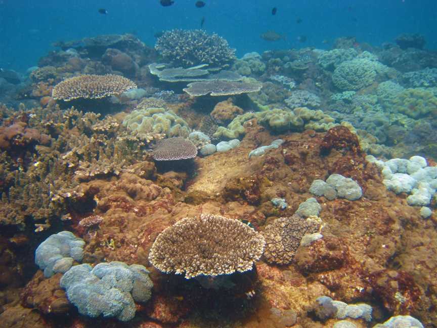 Flinders Reef Dive Site, Moreton Island, QLD