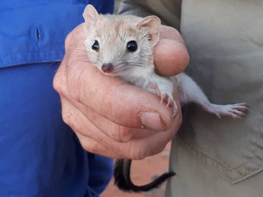 Sturt National Park, Tibooburra, NSW