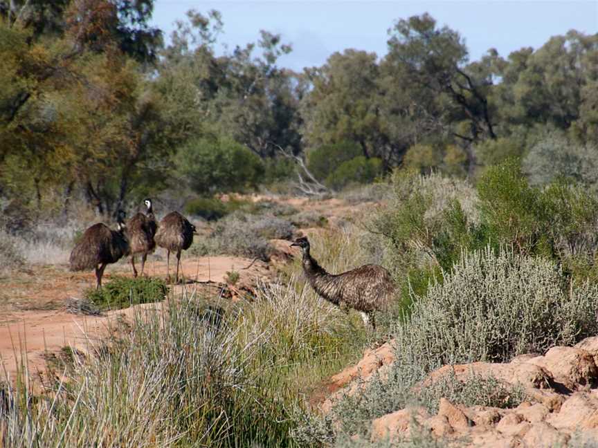 Bowra Sanctuary, Cunnamulla, QLD