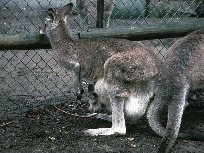 Koala Park, Creswick, VIC