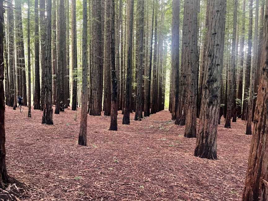 Cement Creek Redwood Forest, East Warburton, VIC