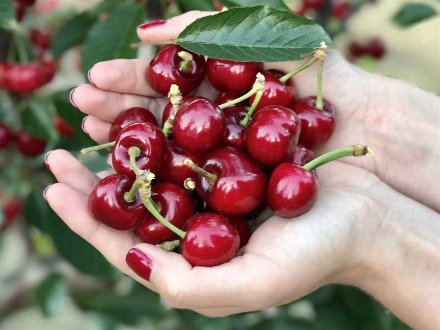 Cherry picking at Carmel Cherry Farm