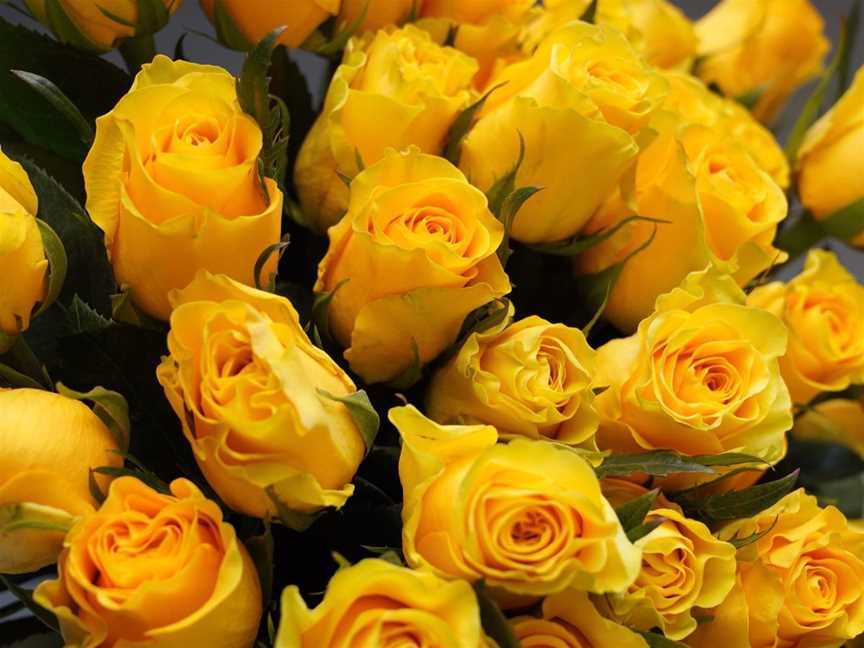 The Zonta Yellow Rose is a symbol of friendship.
Join us on the 1st Wednesday of each month at Greenwood Hotel, 349 Warwick Road, Greenwood