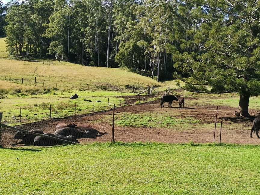 Eungai Creek Buffalo, Tamban, NSW