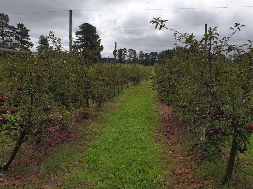 Suttons Juice Factory, Stanthorpe, QLD