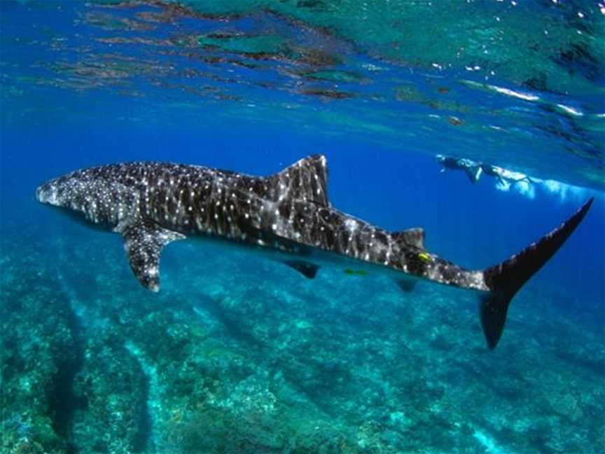 Book a tour to swim with the famous whale sharks of Ningaloo Reef.