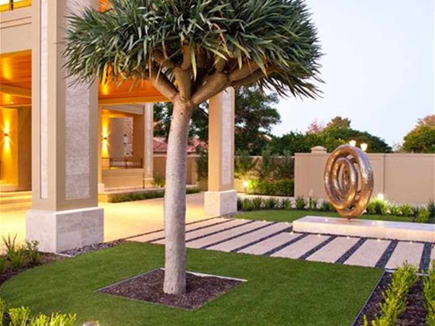 Mature Dracaena Draco transplant surrounded by artificial turf for easy maintenance
