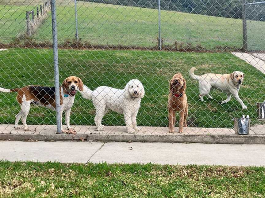 We offer long-term and short-term dog boarding in Melbourne.