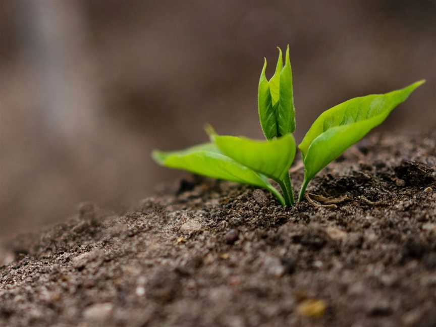 Premium Organic Fertilisers That Enhance Wellness From The Ground Up