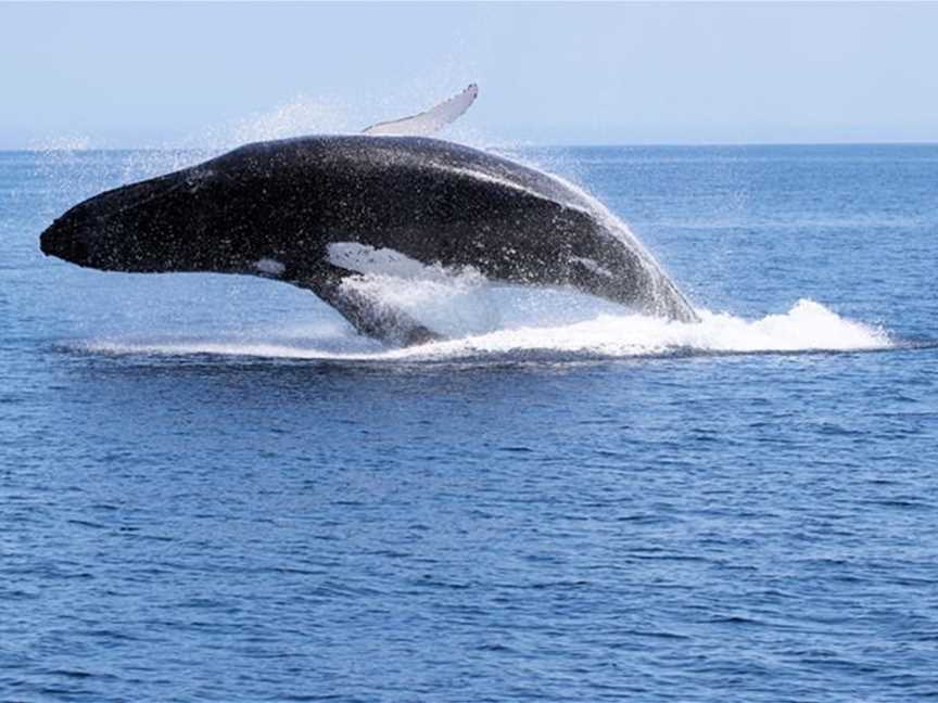 Breaching Humpback whale