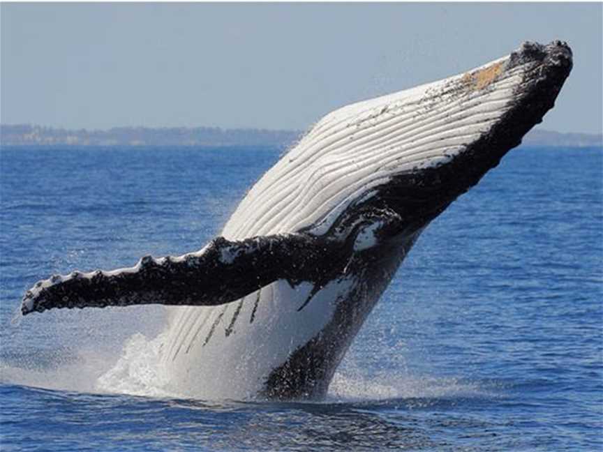 Albany Whale Tours, Tours in Albany