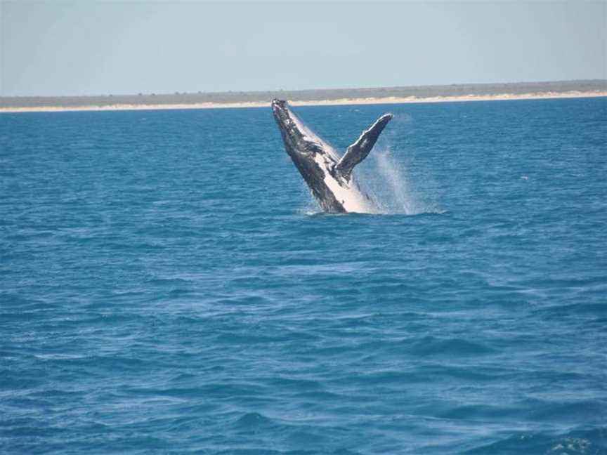 Broome Whale Watching, Tours in Broome