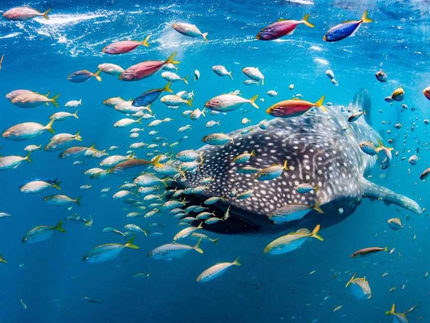 Live Ningaloo, Tours in Exmouth