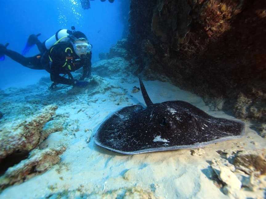 Shark Bay Dive & Marine Safaris, Tours in Shark Bay