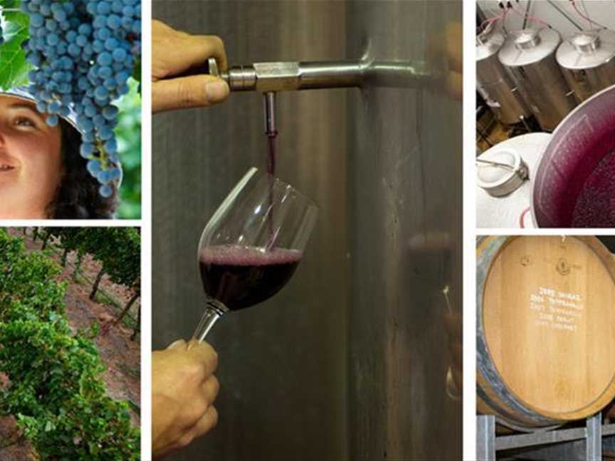 Learn about grape growing and wine making