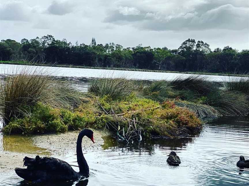 Black Swans near Ascott
