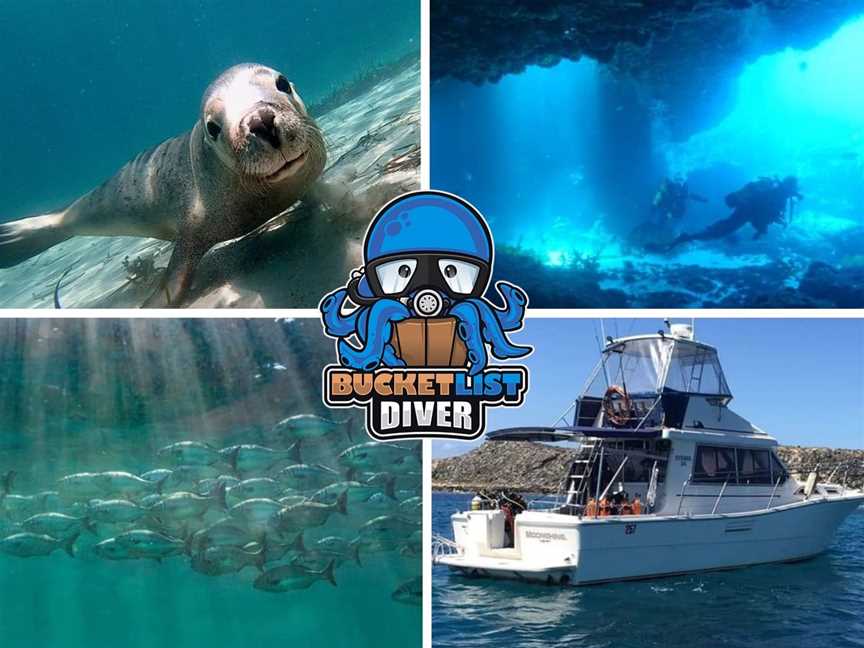 Diving Rottnest and Perth with Bucket List Diver, Tours in Perth CBD