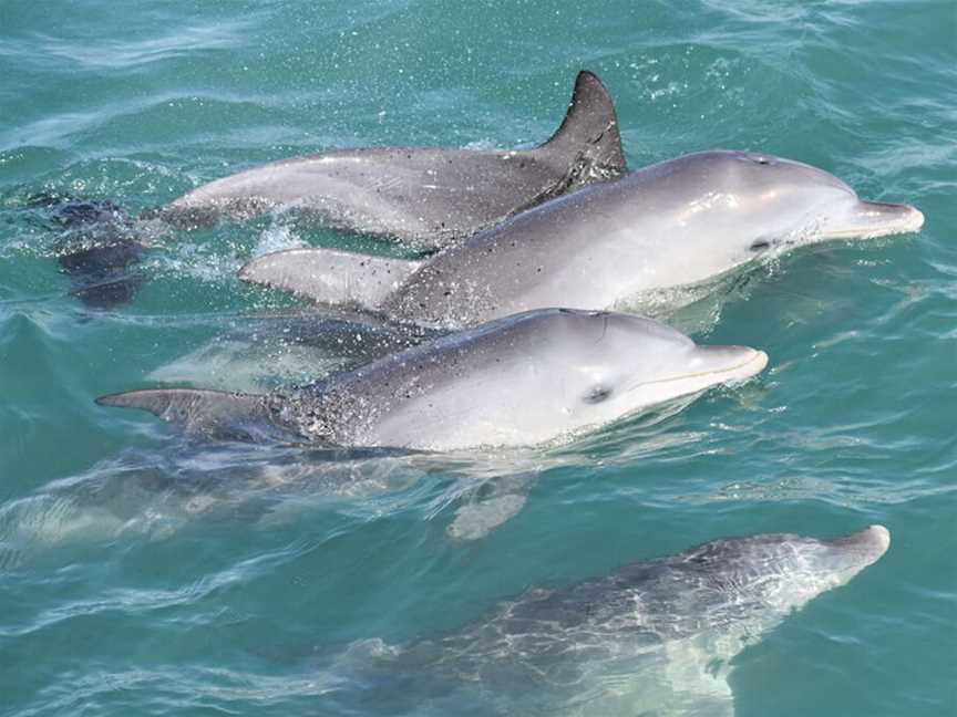 Mandurah Cruises- Dolphin Island Adventures, Tours in Mandurah