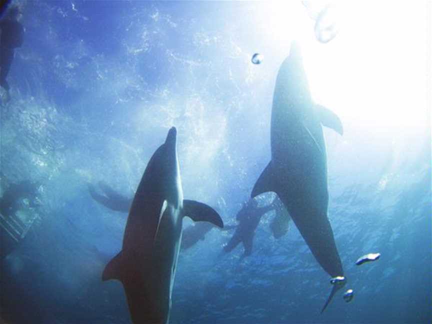 Swim with Wild Dolphins-Rockingham Wild Encounters, Tours in Shoalwater