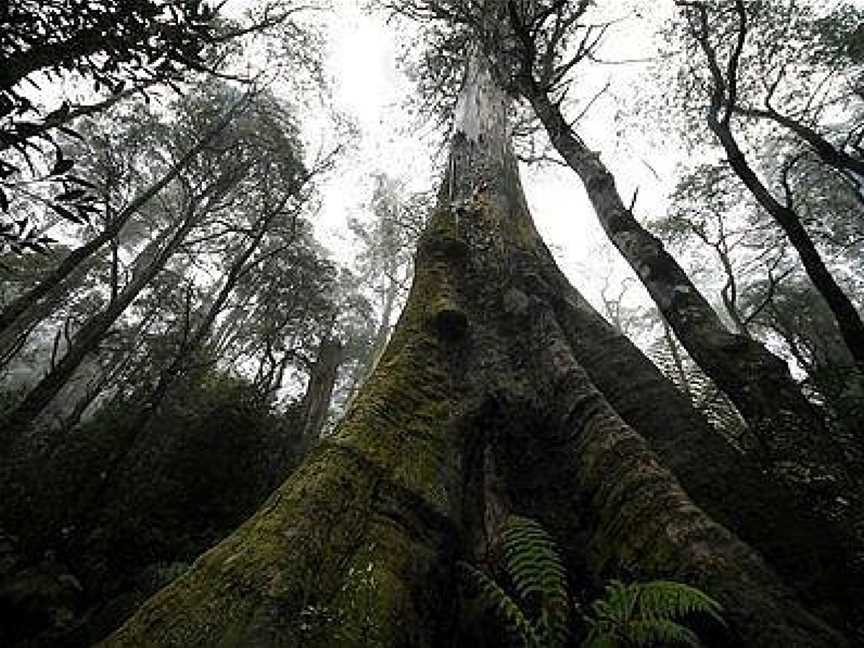 Echo Active Pty Ltd, Toolangi, VIC