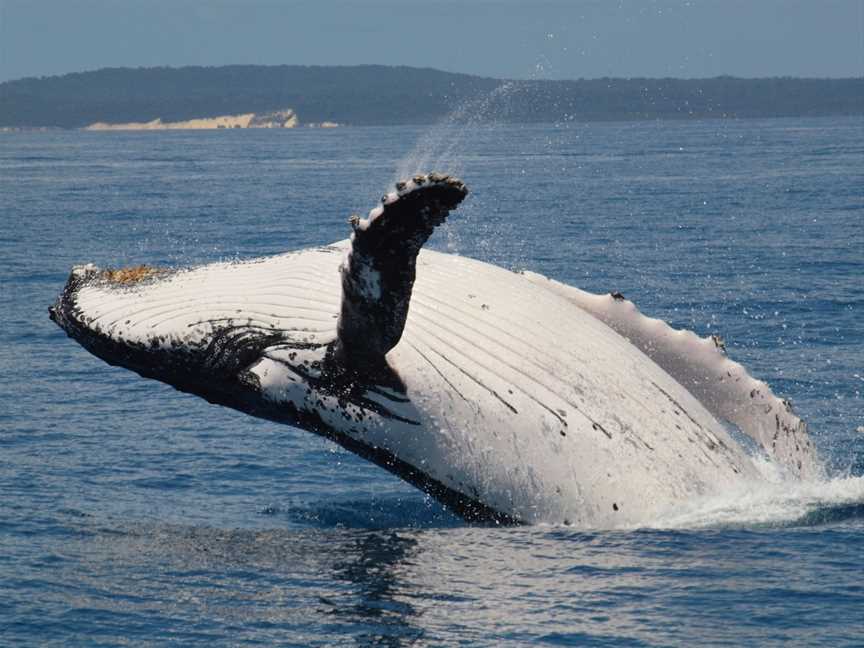Freedom Whale Watch, Urangan, QLD