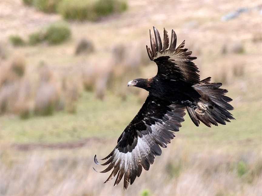 Inala Nature Tours, Bruny Island, TAS