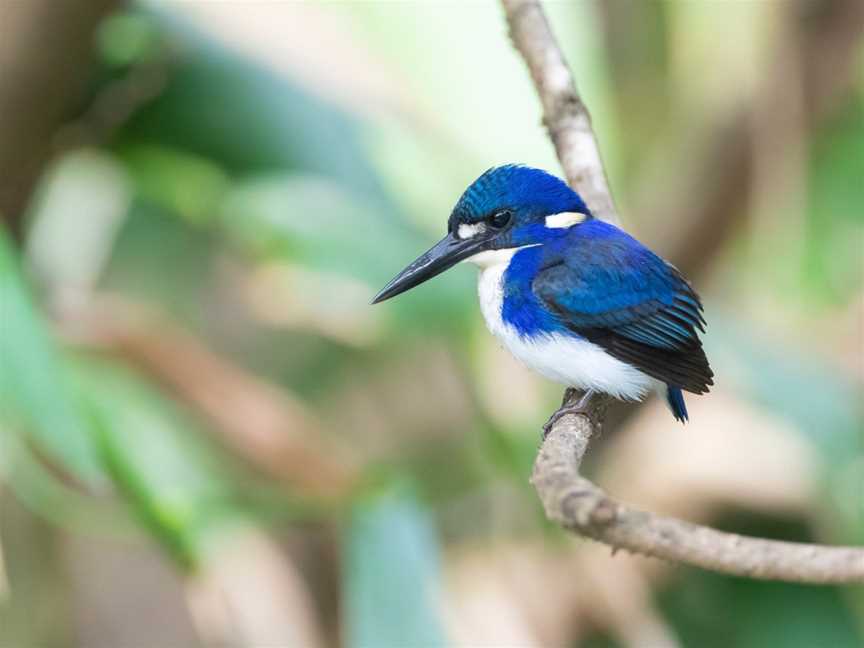 Daintree Boatman Wildlife Cruises, Daintree, QLD