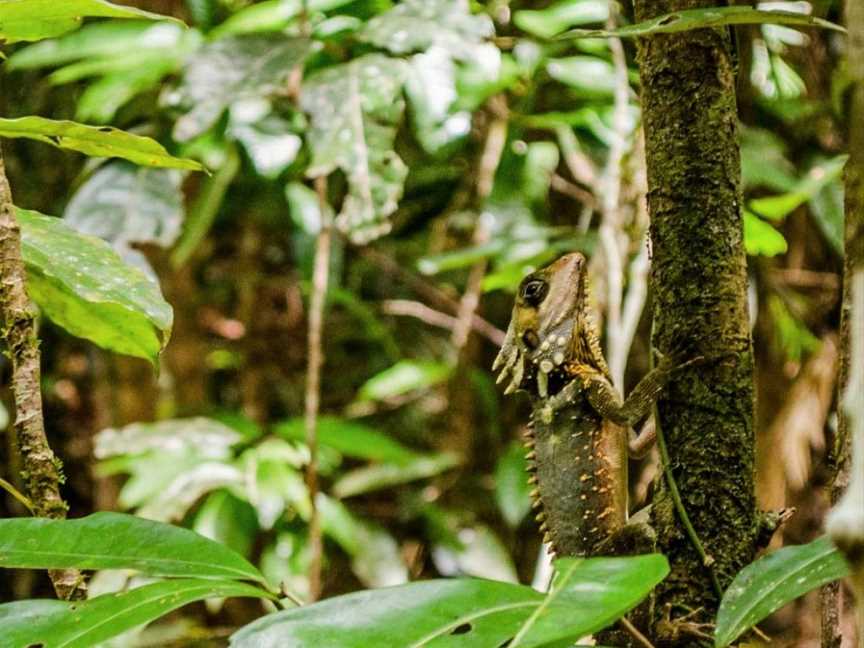 Rainforest Spirit Tours, Cairns City, QLD