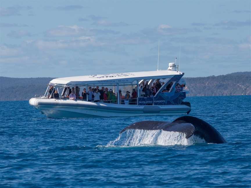 Pacific Whale Foundation Australia, Urangan, QLD