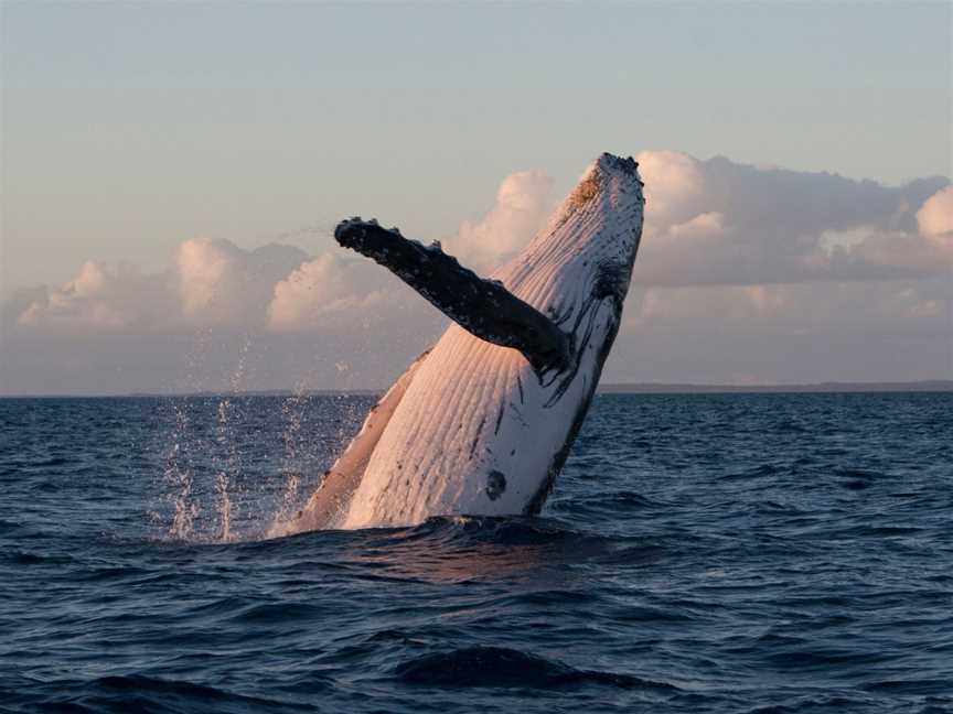 Pacific Whale Foundation Australia, Urangan, QLD