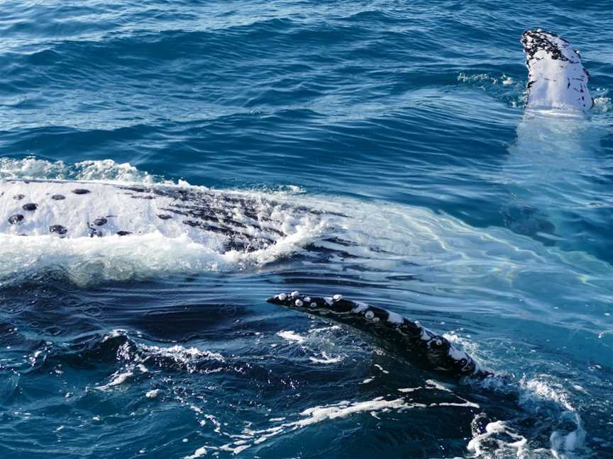 Hervey Bay Whale Watch, Urangan, QLD