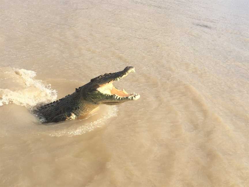 Wallaroo Tours, Darwin, NT