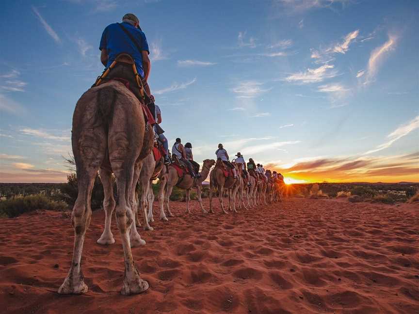 Uluru Camel Tours, Yulara, NT