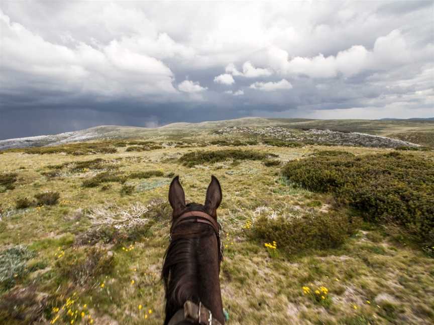 Bogong Horseback Adventures, Tawonga, VIC