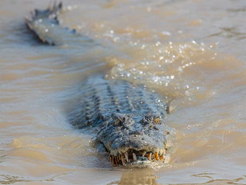 Spectacular Jumping Crocodile Cruise, Darwin, NT