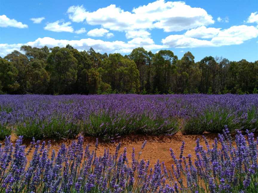 Tasmania I Drive, Hobart, TAS